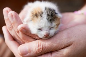 O que fazer ao encontrar uma ninhada de gatos na rua?