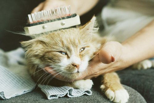 Gatinho sendo escovado