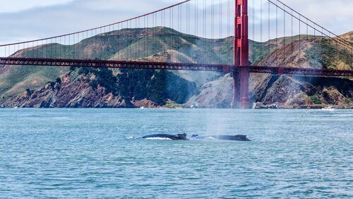 baleia em frente a ponte