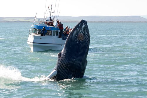 Países onde é possível avistar as baleias