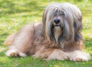 Terrier Tibetano: dos templos às nossas casas