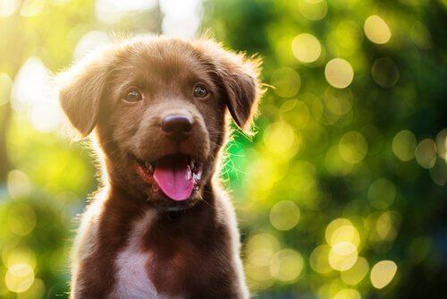 cães mestiços e de raça