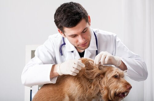 médico examinando parasitas no cão