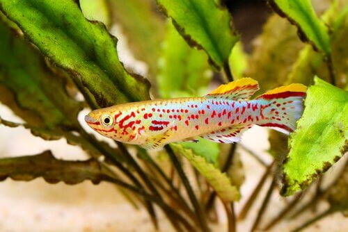 peixes de água doce