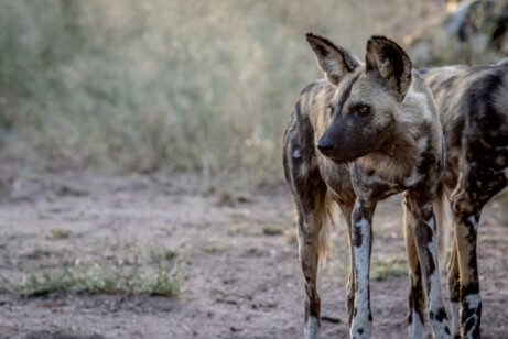O cão selvagem africano em perigo de extinção