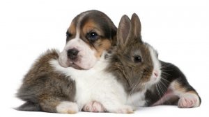 Convivência entre cães e coelhos: conselhos