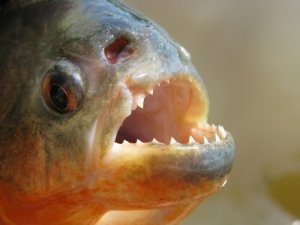 A piranha: conheça esse temido peixe