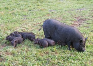 A reprodução dos porcos