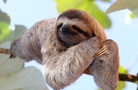 Os 5 animais que mais dormem no mundo - Meus Animais