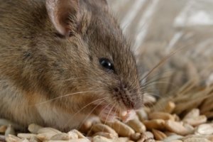 Como combater uma infestação de ratos?