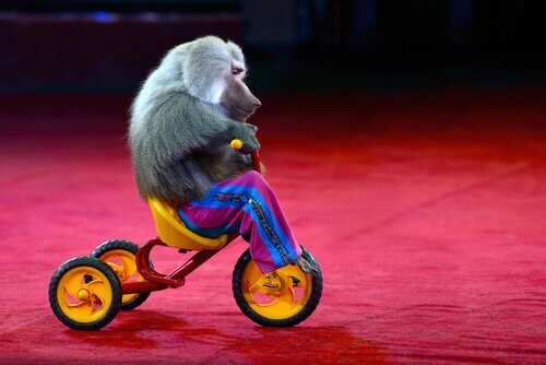 Macaco andando de triciclo em circo