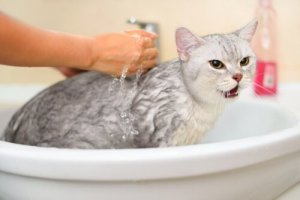 É recomendável dar banho no meu gato?
