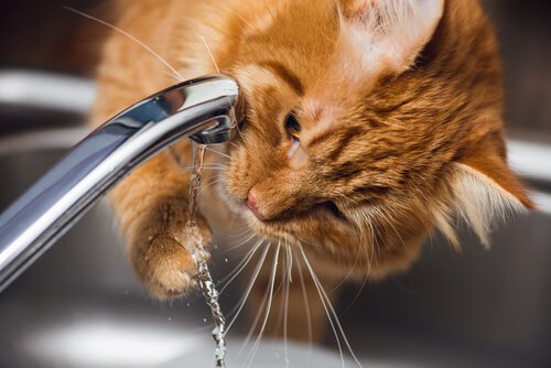 Problemas renais em gatos: sintomas e tratamento Problemas renais em gatos: sintomas e tratamento