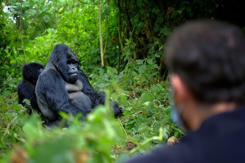 6 guardas assassinados por proteger os gorilas