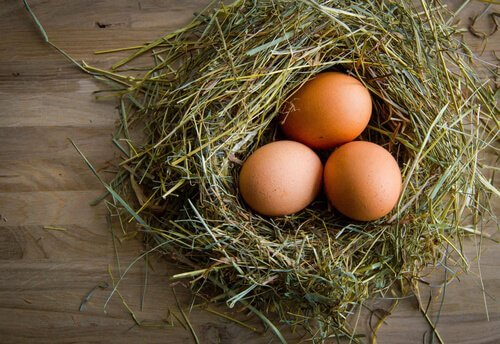 Como melhorar a qualidade dos ovos de galinha?