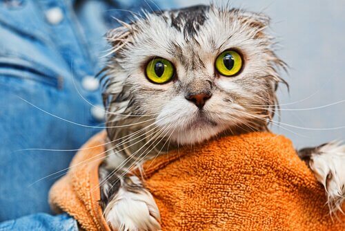 gato depois de tomar banho