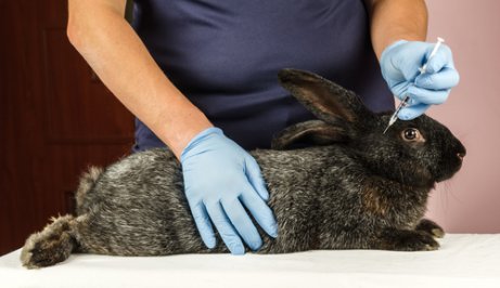Quando vacinar seu coelho