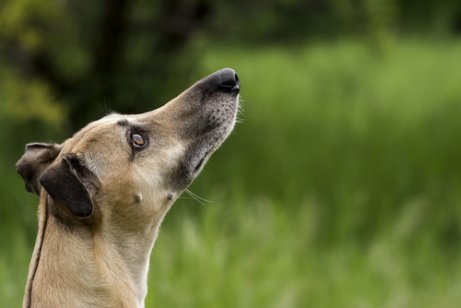 Galgo hÃºngaro: saiba mais sobre esse cÃ£o