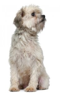 O pequeno cão leão: Löwchen, saiba tudo sobre ele