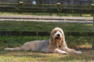 Otterhound ou cão de lontra: saiba mais sobre esse cão