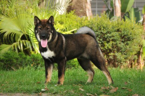 Shikoku ou cÃ£o-lobo japonÃªs: corajoso e engraÃ§ado