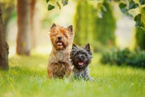 Características comuns das raças de cão terrier