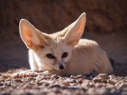 raposa do deserto ou feneco