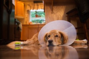 Os cuidados pós-operatórios com um cão