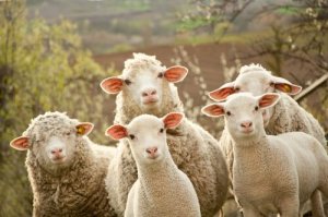 A reprodução das ovelhas