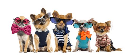 Cachorros com roupa e óculos escuros
