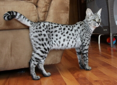 Gato Savannah branco