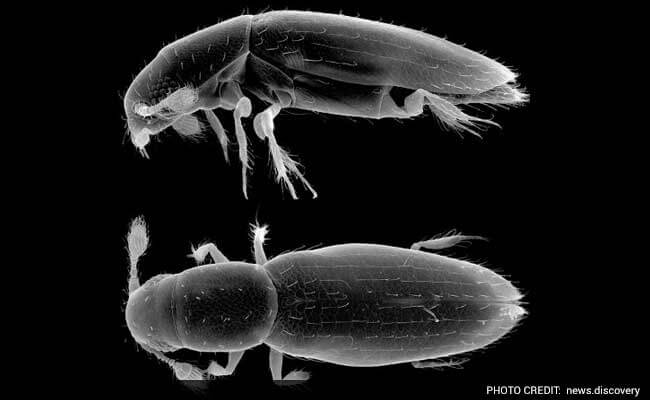 Scydosella Musawasensis