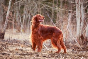 Setter Irlandês Ruivo: um cão lindo e simpático