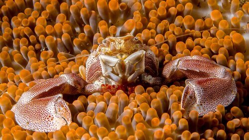 caranguejo e anêmona-do-mar