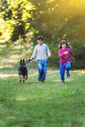 pastor alemão correndo com crianças