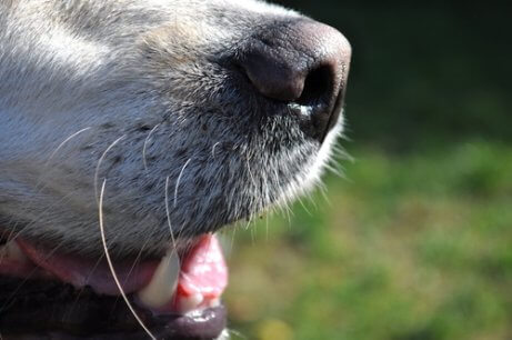 Mau hálito em cães: como solucioná-lo?