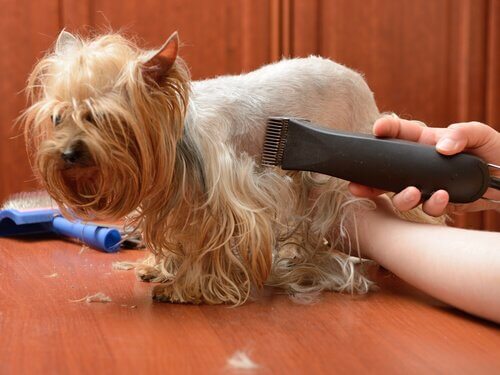 Como tosar o pelo de seu animal