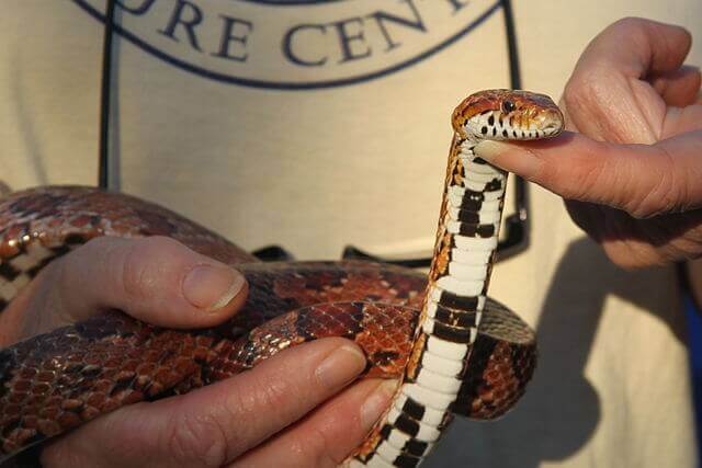 Conheça as cobras mais venenosas do mundo