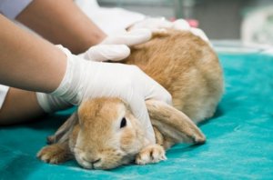 Vacinas para coelhos: cuide do seu animal
