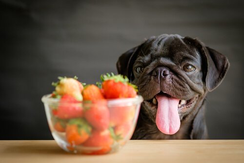 Verduras e frutas para cães