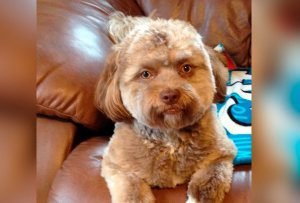 Conheça Yogi, um cãozinho com cara de gente