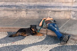 5 rotas maravilhosas para viajar pela Europa com o seu cão