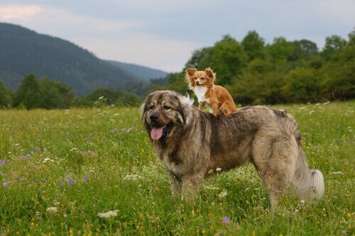 O pastor do Cáucaso, um gigante entre os cães