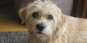 Smoushond holandês: características e comportamento