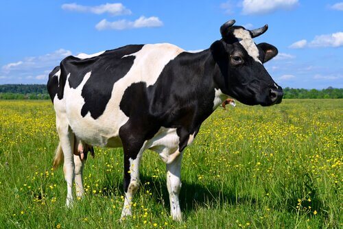 A criação saudável de uma vaca de corte