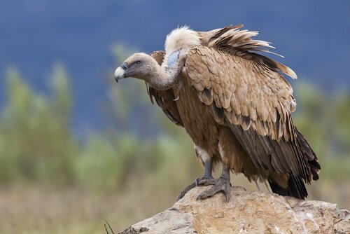 O papel do abutre no ecossistema