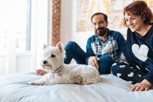 Prepare sua casa para ser um lar temporário