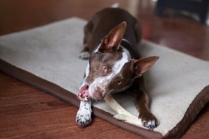 Alimentação correta para cães de porte médio