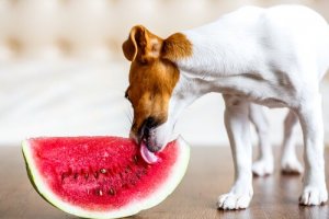O melhor alimento para cães no verão