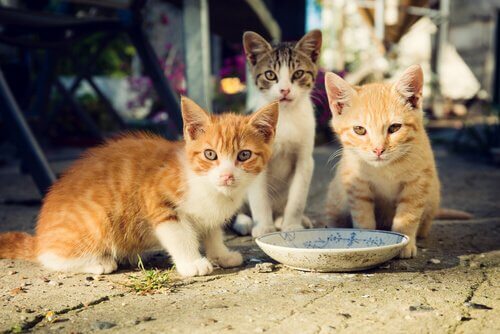 Como alimentar uma colônia de gatos corretamente? Como alimentar uma colônia de gatos corretamente?